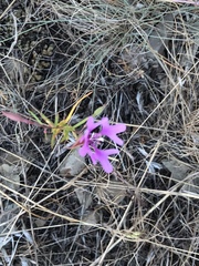 Clarkia pulchella