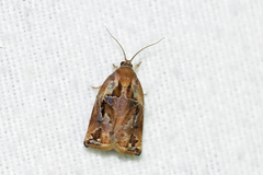 Archips oporana