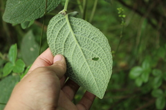 Piper artanthe