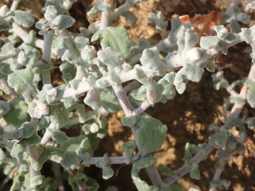 Image of Helichrysum patulum by (c) Nicola van Berkel, some rights reserved (CC BY-SA)
