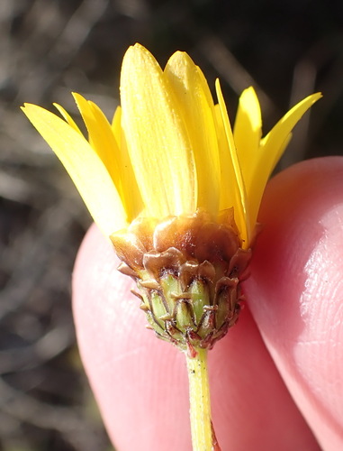 Image of Ursinia heterodonta by (c) Nicola van Berkel, some rights reserved (CC BY-SA)