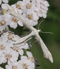 Gillmeria pallidactyla