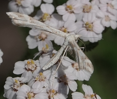 Gillmeria pallidactyla