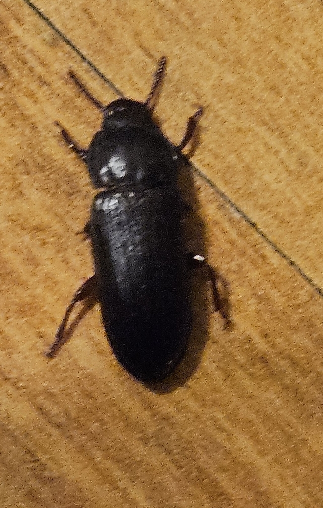 Yellow Mealworm Beetle