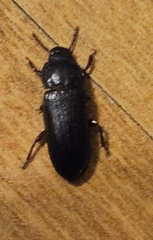 Yellow Mealworm Beetle