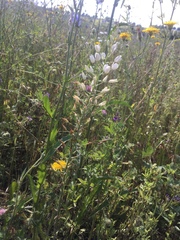 Ornithogalum pyramidale