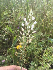 Ornithogalum pyramidale