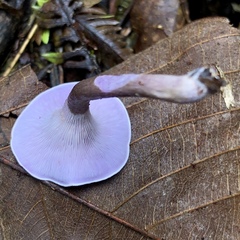 Trogia cantharelloides