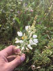 Ornithogalum pyramidale