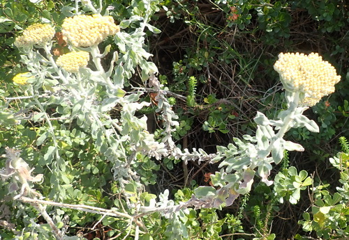 Image of Helichrysum dasyanthum by (c) Nicola van Berkel, some rights reserved (CC BY-SA)