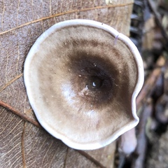 Trogia cantharelloides