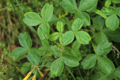 Oxalis fendleri, photograph 4