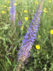 Veronica orchidea
