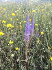 Veronica orchidea