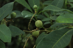 Solanum oblongifolium