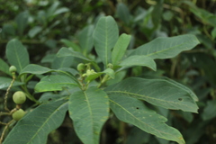 Solanum oblongifolium