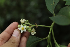 Solanum oblongifolium
