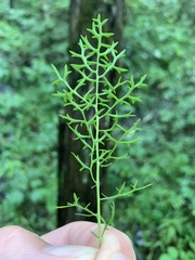 Packera millefolium