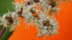 Miconia amoena