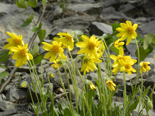 Lessing's Arnica