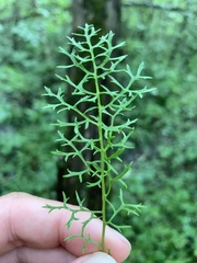 Packera millefolium