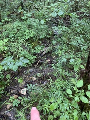 Packera millefolium