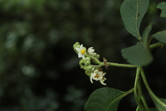 Solanum oblongifolium