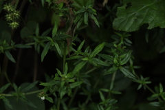 Galianthe bogotensis