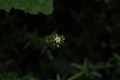 Galianthe bogotensis