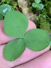 Trifolium calcaricum