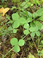 Trifolium calcaricum