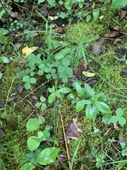 Trifolium calcaricum