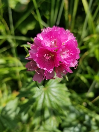 Image of Sidalcea hirtipes by (c) kweitemier, some rights reserved (CC BY-SA)