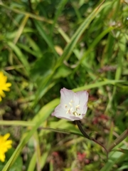 Clarkia amoena caurina