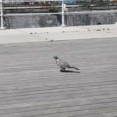Columba palumbus