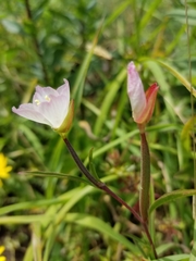 Clarkia amoena caurina