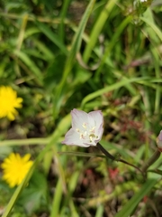 Clarkia amoena caurina