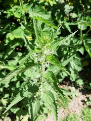 Urtica dioica