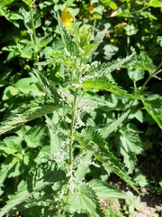 Urtica dioica