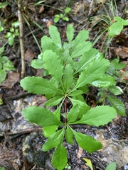 Berberis canadensis