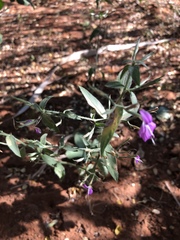 Dicliptera decorticans