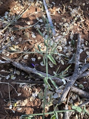 Dicliptera decorticans