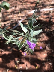 Dicliptera decorticans