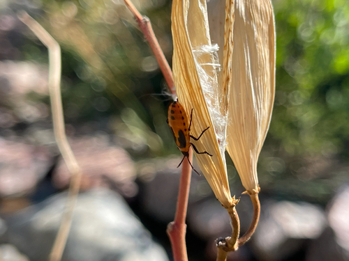 Large Milkweed Bug photographed in Colorado