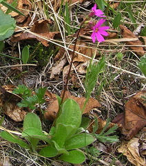 Primula cuneifolia