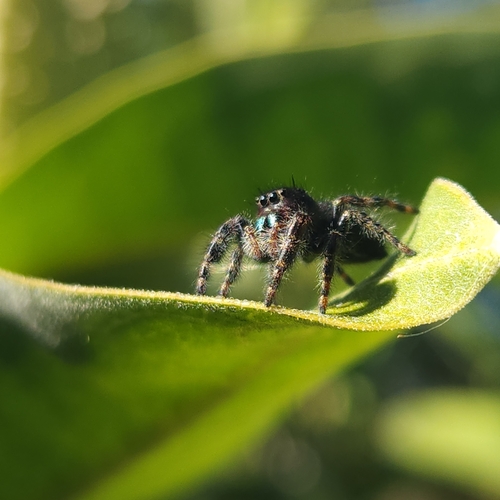 Bold Jumping Spider photographed in Wisconsin