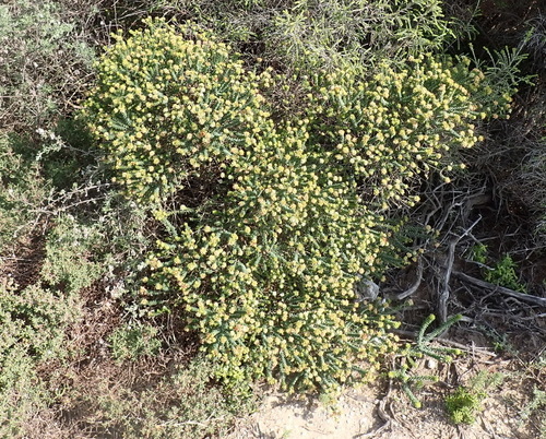 Image of Agathosma apiculata by (c) Nicola van Berkel, some rights reserved (CC BY-SA)