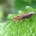 Locust Sawfly - Photo (c) Jofre, some rights reserved (CC BY-NC), uploaded by Jofre