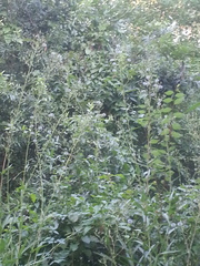 Lactuca canadensis