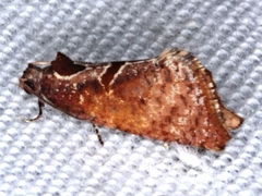 Glyphidoptera insignana